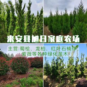来安县旭日家庭农场头像