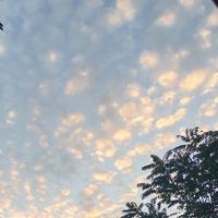 无忧的星球Dmo头像