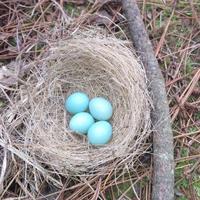 灿烂梨花村头像