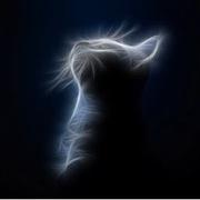 猫零的个人资料头像