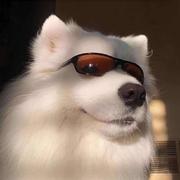 前端阿虎的个人资料头像