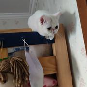 Talmudvotary04的个人资料头像