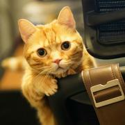 AizNoyer的个人资料头像