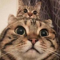 如花美眷似水流年229头像