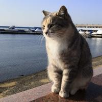 流浪猫叮叮头像