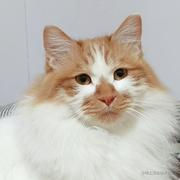 maomaokatze的个人资料头像