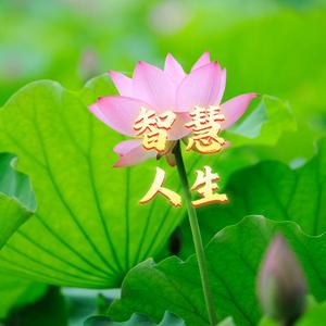智慧思维格局谋略8R3U头像