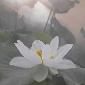 月与松禅意音乐头像