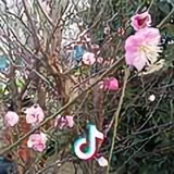 a小汪头像