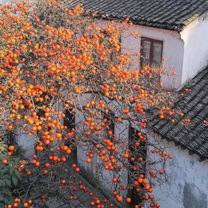 山老师家的柿子熟了-ss头像