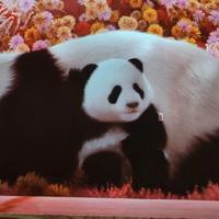 摩羯行者SF头像