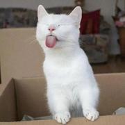 棒木猪的个人资料头像