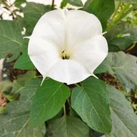 曼陀罗花儿开了头像