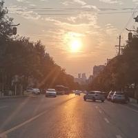 老爸的那片柿子树头像