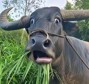 叽哩呱啦的个人资料头像