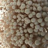 菇天下72头像