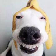 疯狂的欢乐马的个人资料头像