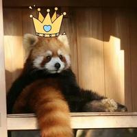 夜袭羊村强抢美羊羊头像