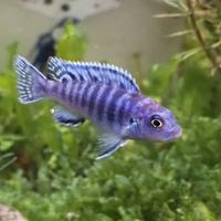 知情达理清泉IPq头像