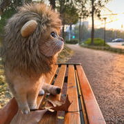 熬夜脑壳疼的个人资料头像