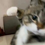 三禾木木的个人资料头像