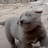 黑甲丶头像
