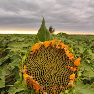 番茄1313242201463160头像