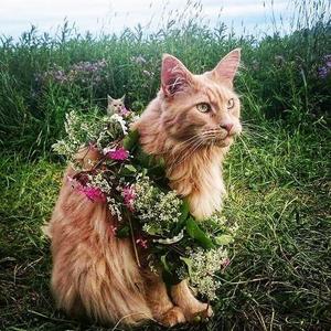 银发强的缅因猫头像