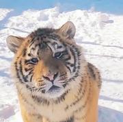 little_coati的个人资料头像