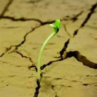 乘风破浪的钢琴NFp头像