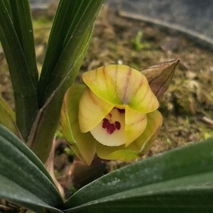 桐梓县中林花卉种植园头像