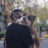 香菜有毒898头像