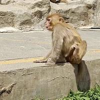 完美西柚Qtp头像