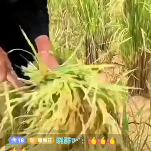 稻哥头像