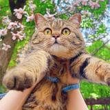 喵喵cat979头像