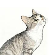 狸花苏苏的个人资料头像