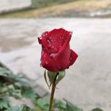DCD车王头像