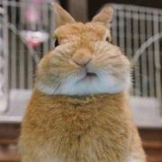 征衣风尘的个人资料头像