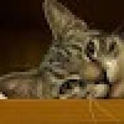 Leon180的个人资料头像