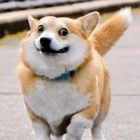 高县生态散养土鸡头像