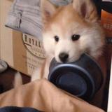 积极的苹果s8h头像