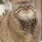 小白泽的个人资料头像