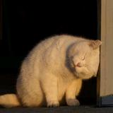 @爱吃秋刀鱼的猫头像