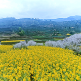 花起来了头像