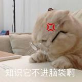 脚踏实地发奋图强头像