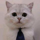 猫先生66888头像