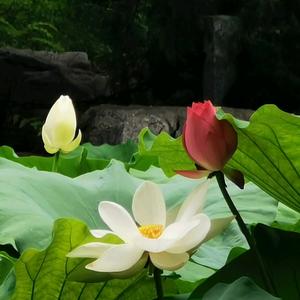 雨夜的浪漫红姐头像