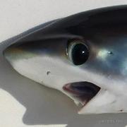 ZzzZZzz的个人资料头像