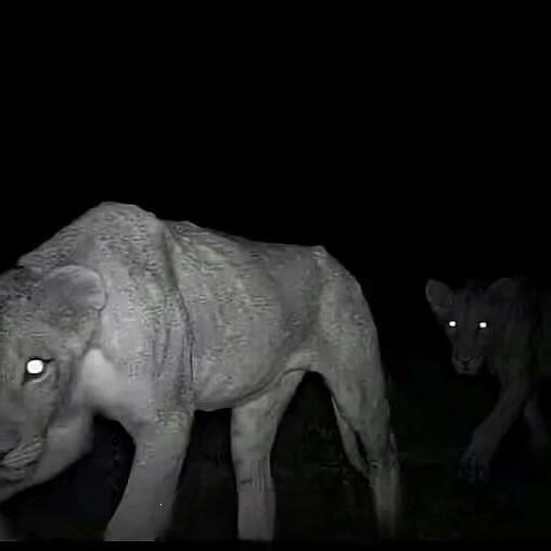 竹林边静听竹叶响头像