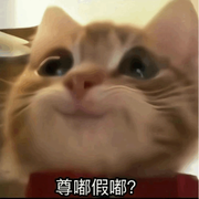 小苦瓜_的个人资料头像